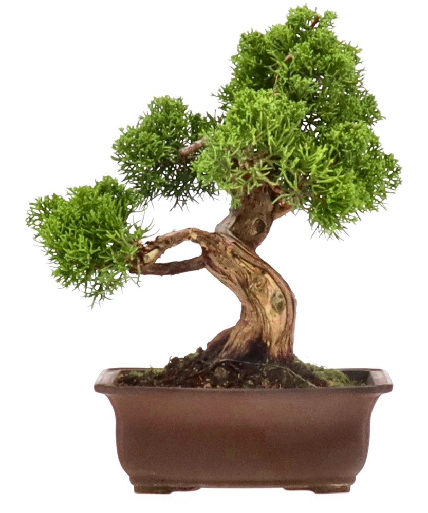 bonsai.fallbackImageTitle bonsai.fallbackImageTitle