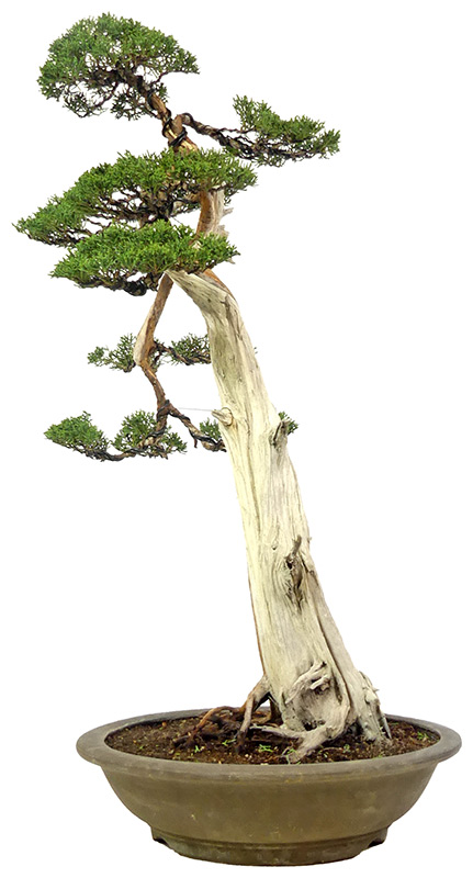 bonsai.fallbackImageTitle bonsai.fallbackImageTitle
