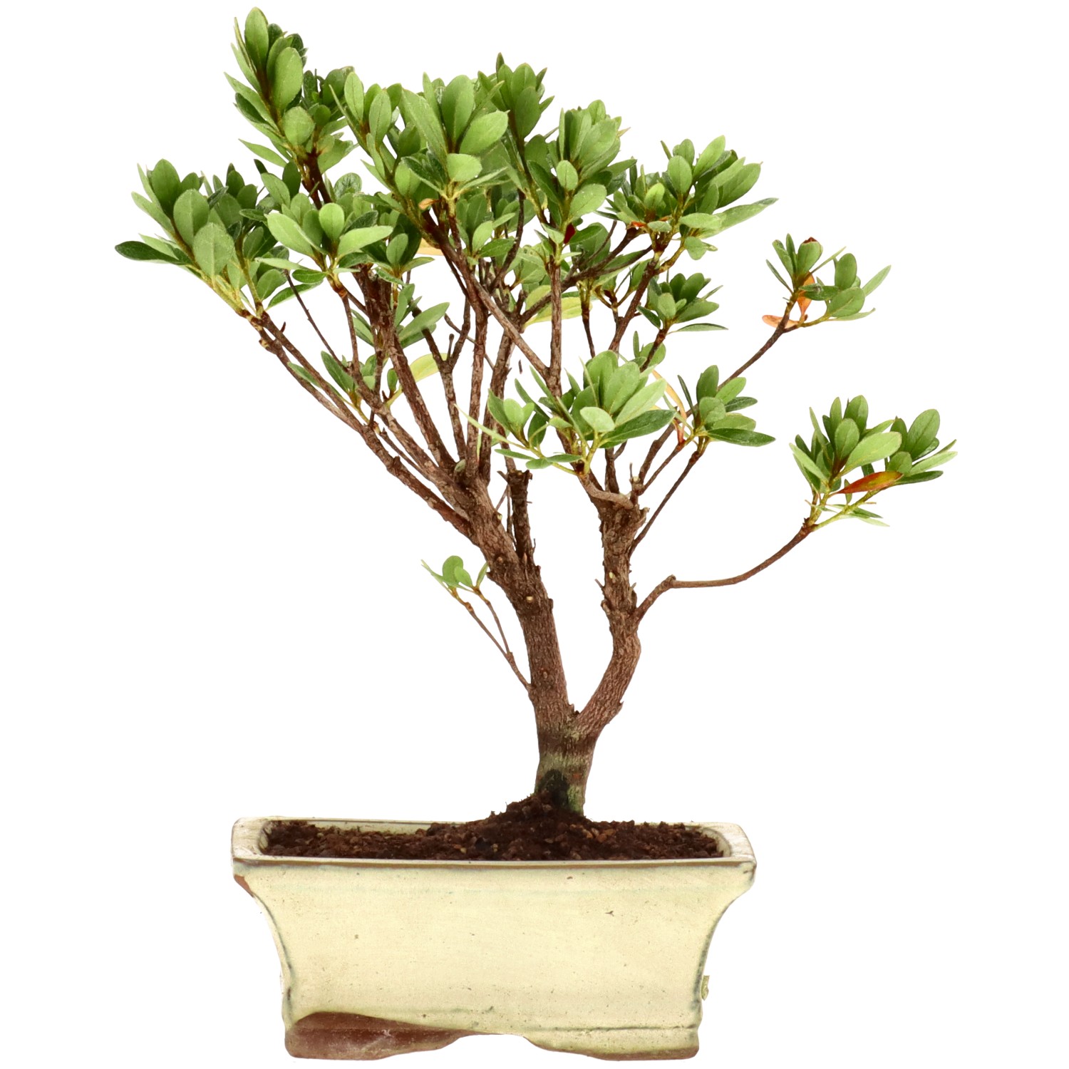 Japanese azalea (Osakazuki), approx. 7 y. (24 cm)