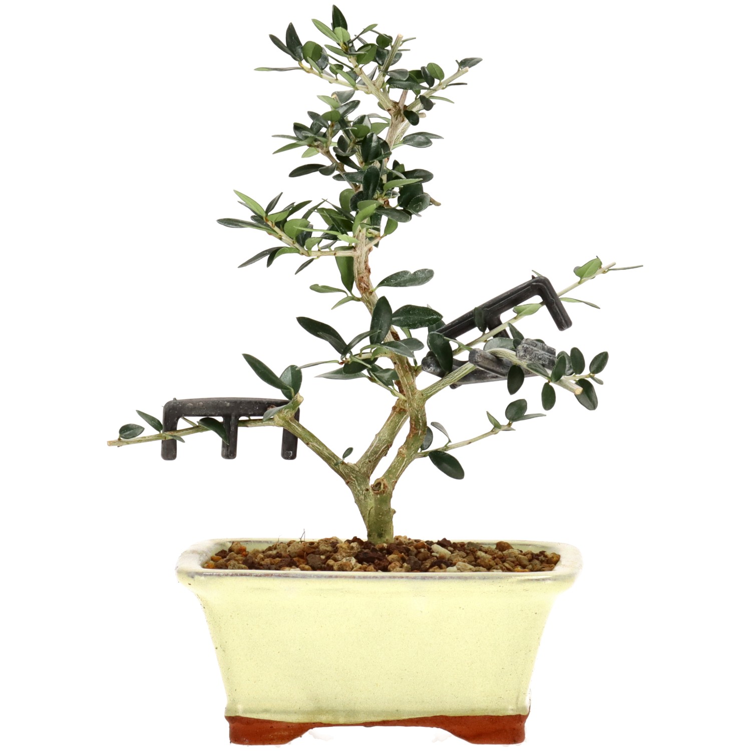 Wildolive, ca. 5 J. (21 cm)