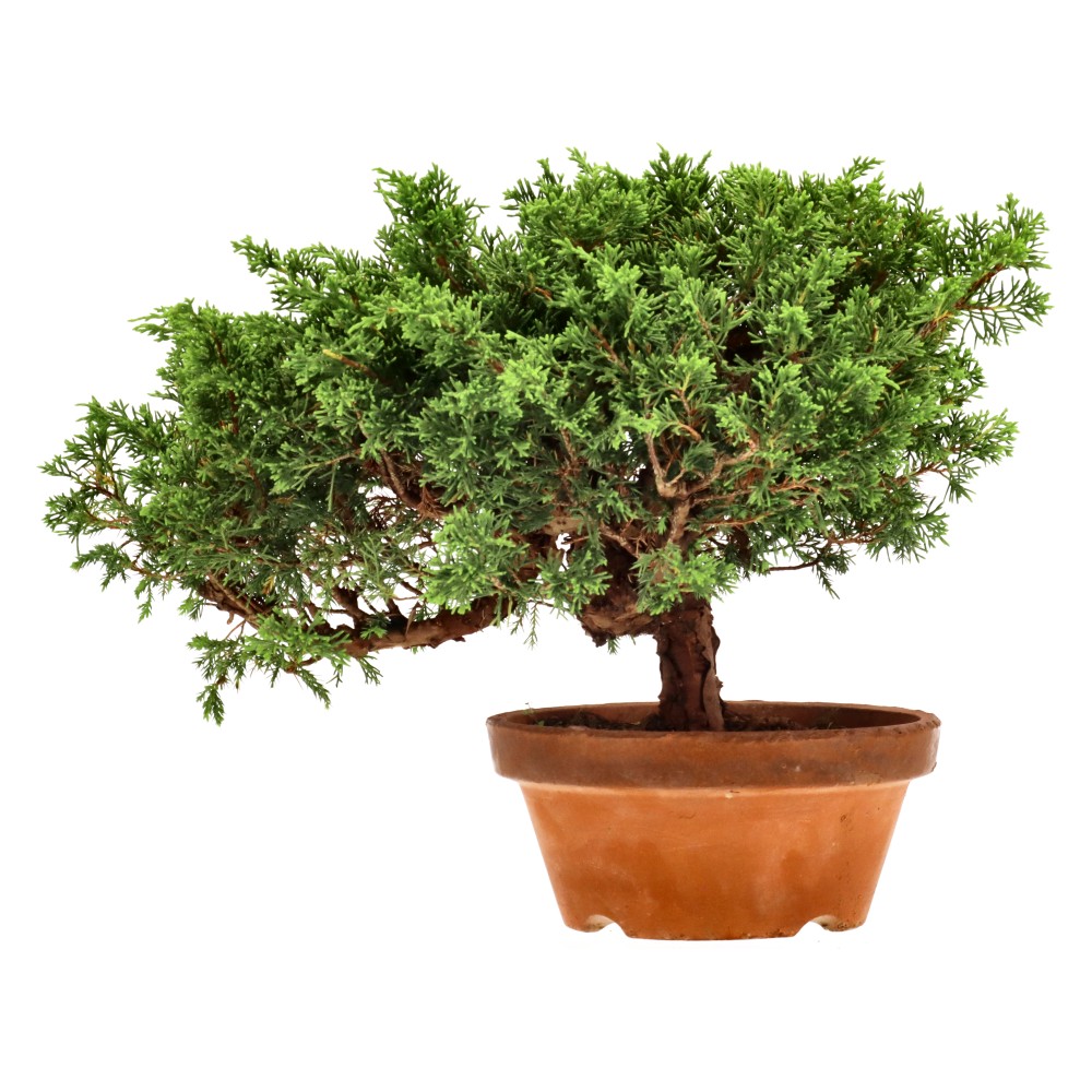 Genévrier de Chine, env. 20 ans (24 cm)