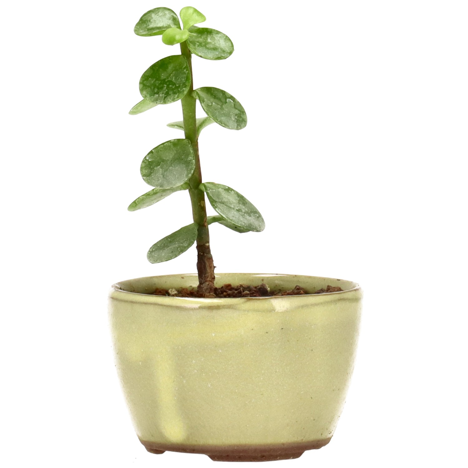 Jadebaum, ca. 1 J. (9 cm)