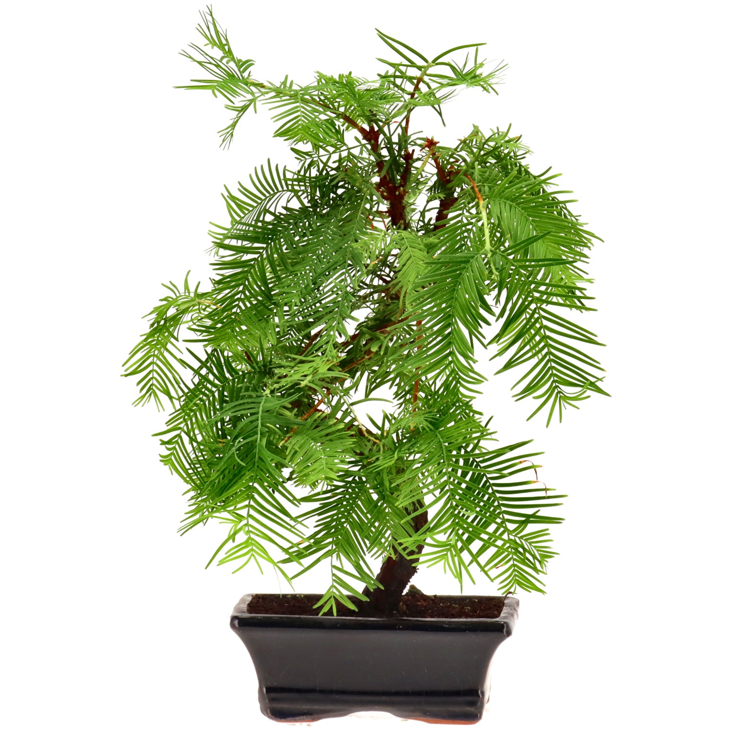 Metasequoia, ca. 8 j. (28 cm)