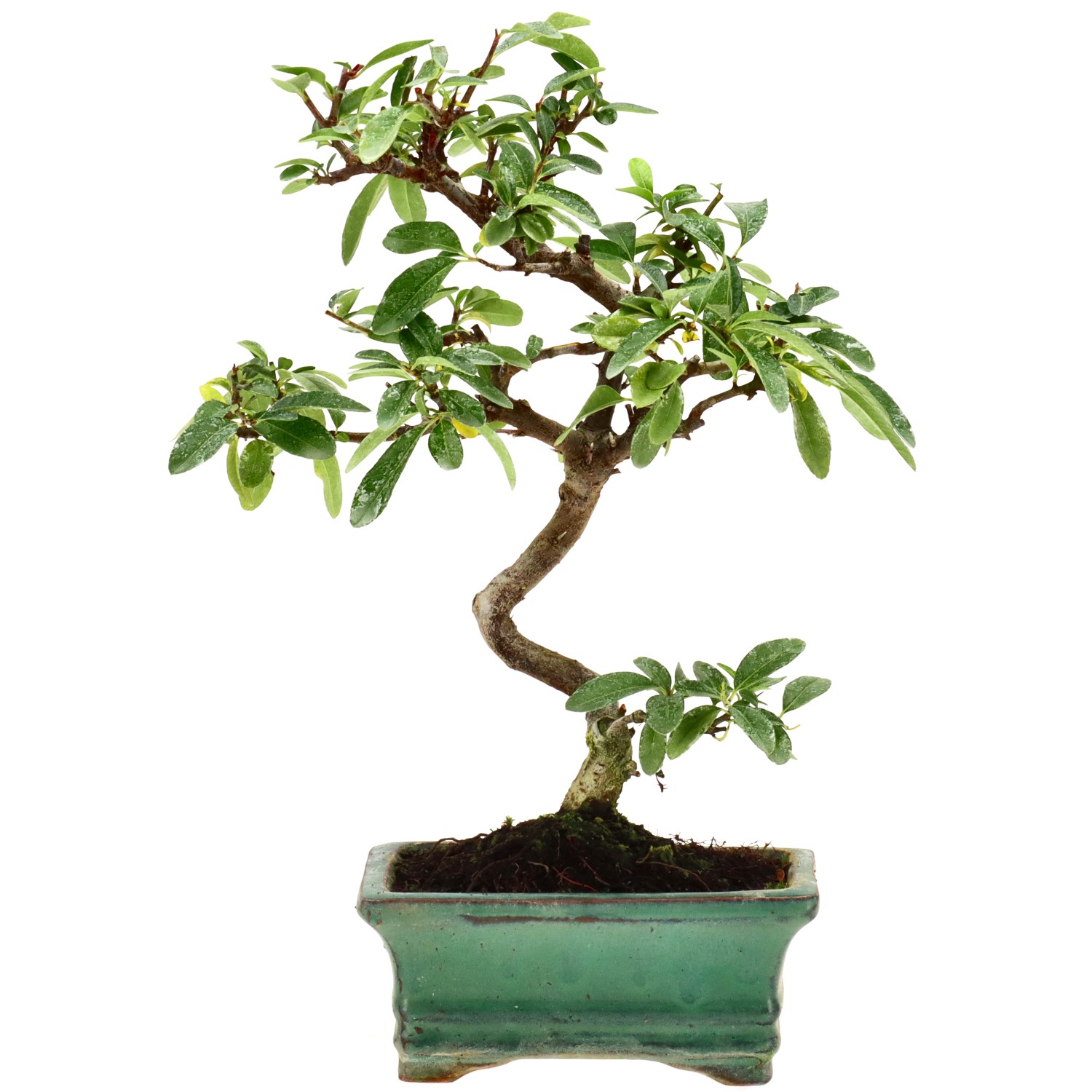 Feuerdorn, ca. 7 J. (29 cm)