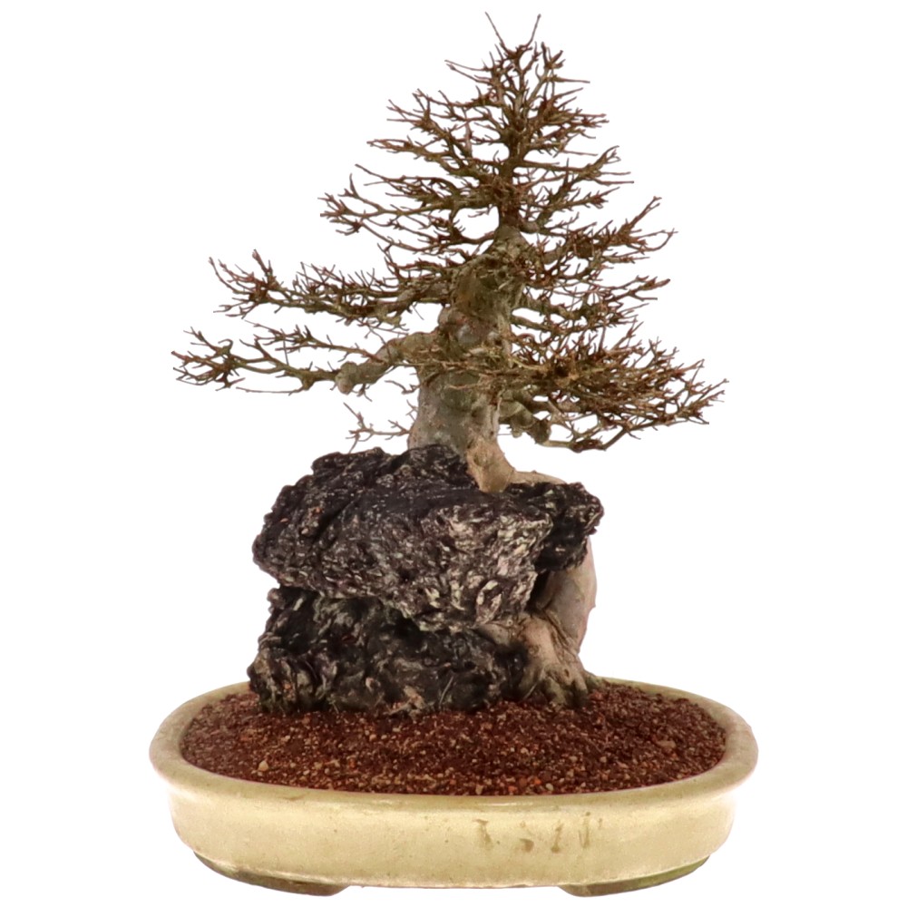 bonsai.fallbackImageTitle bonsai.fallbackImageTitle