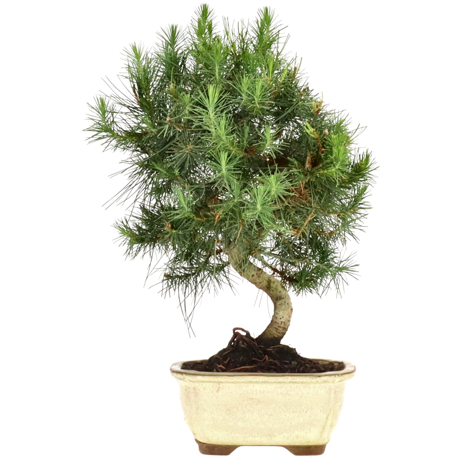 Pin d'Alep, env. 8 ans (30 cm)