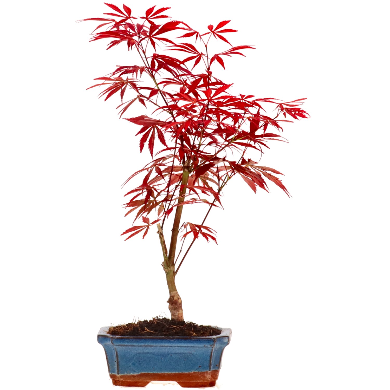 Érable du Japon (Atropurpureum), env. 7 ans (34 cm)