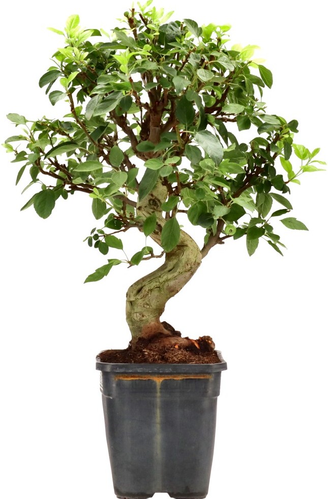 [R002] Apple tree, approx. 20 years
