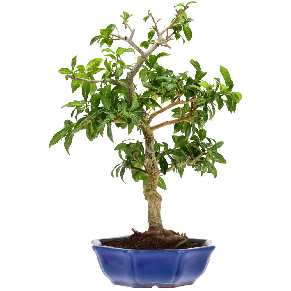 bonsai.fallbackImageTitle
