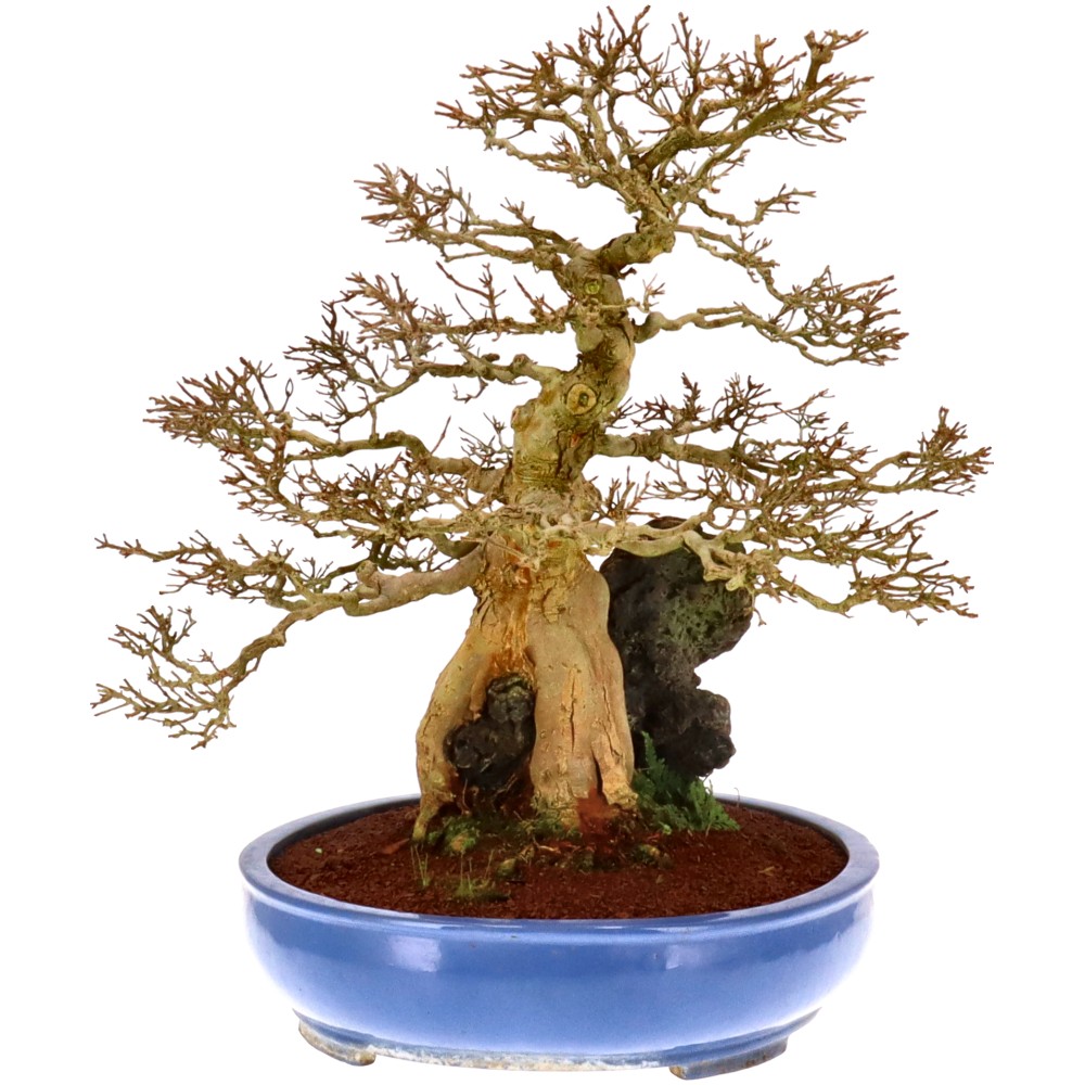 bonsai.fallbackImageTitle bonsai.fallbackImageTitle