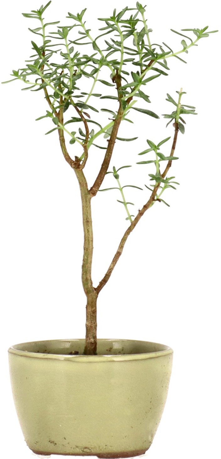 [Z004] Albero di giada, ca. 2 anni