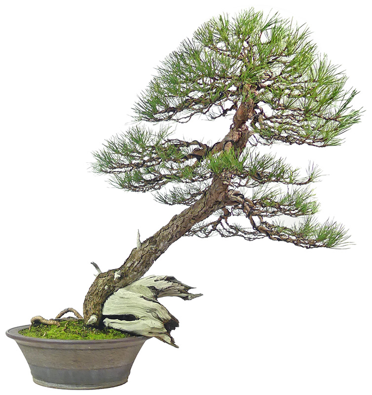 bonsai.fallbackImageTitle