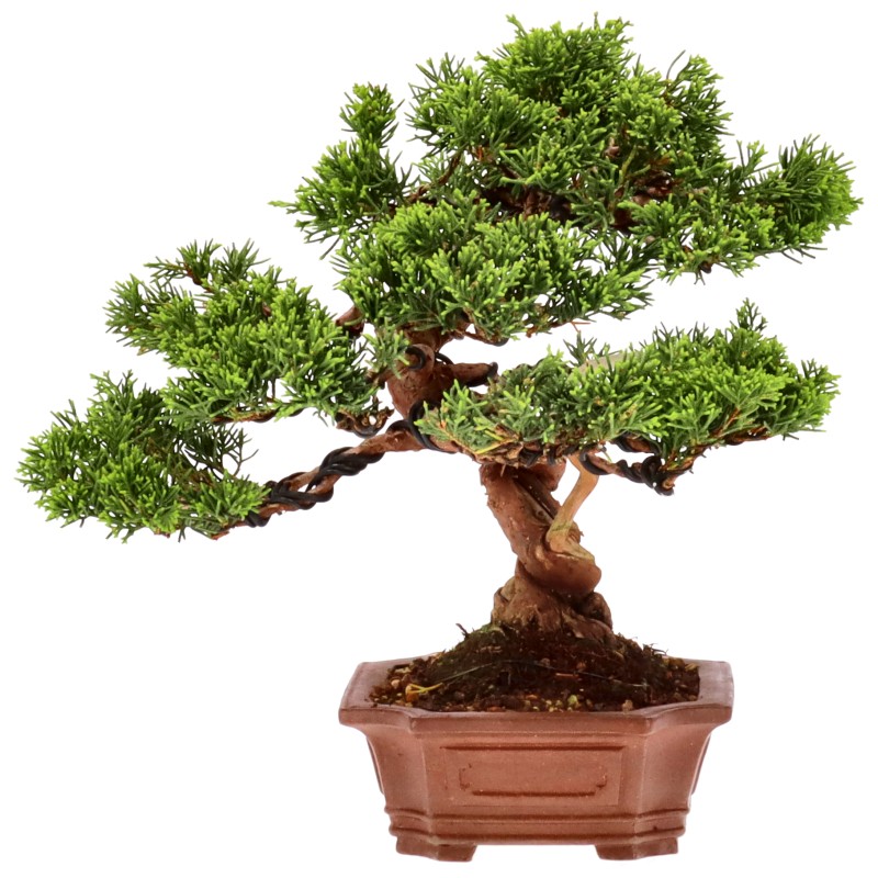 bonsai.fallbackImageTitle bonsai.fallbackImageTitle
