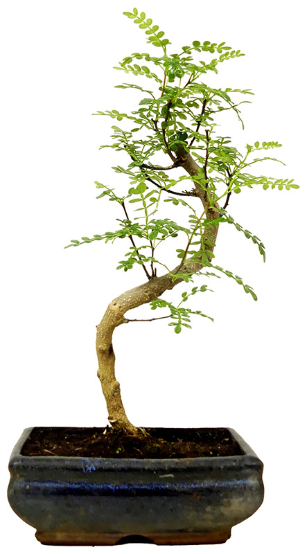 Pfefferbaum, ca. 9 J. (32 cm)