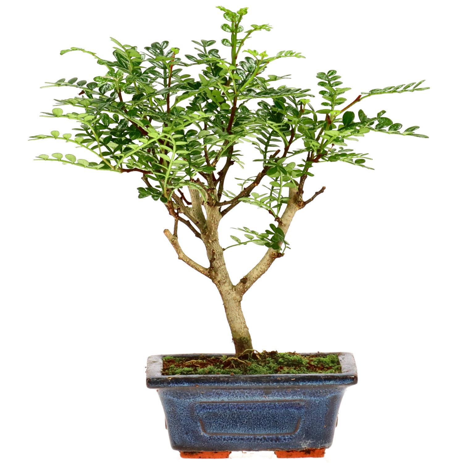 Szechuan pepper, approx. 5 y. (20 cm)