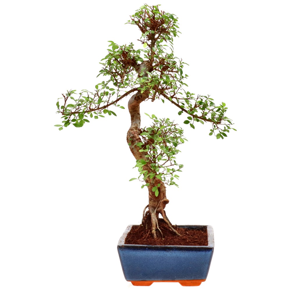 bonsai.fallbackImageTitle