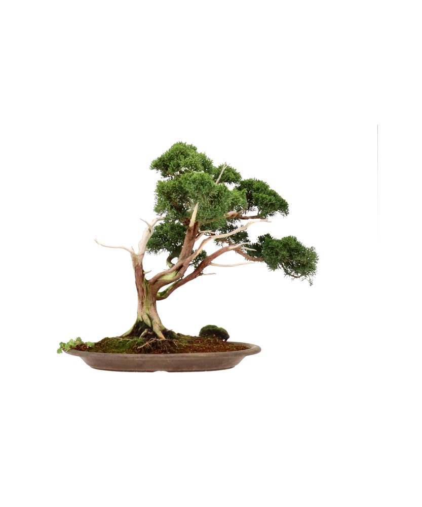 bonsai.fallbackImageTitle bonsai.fallbackImageTitle