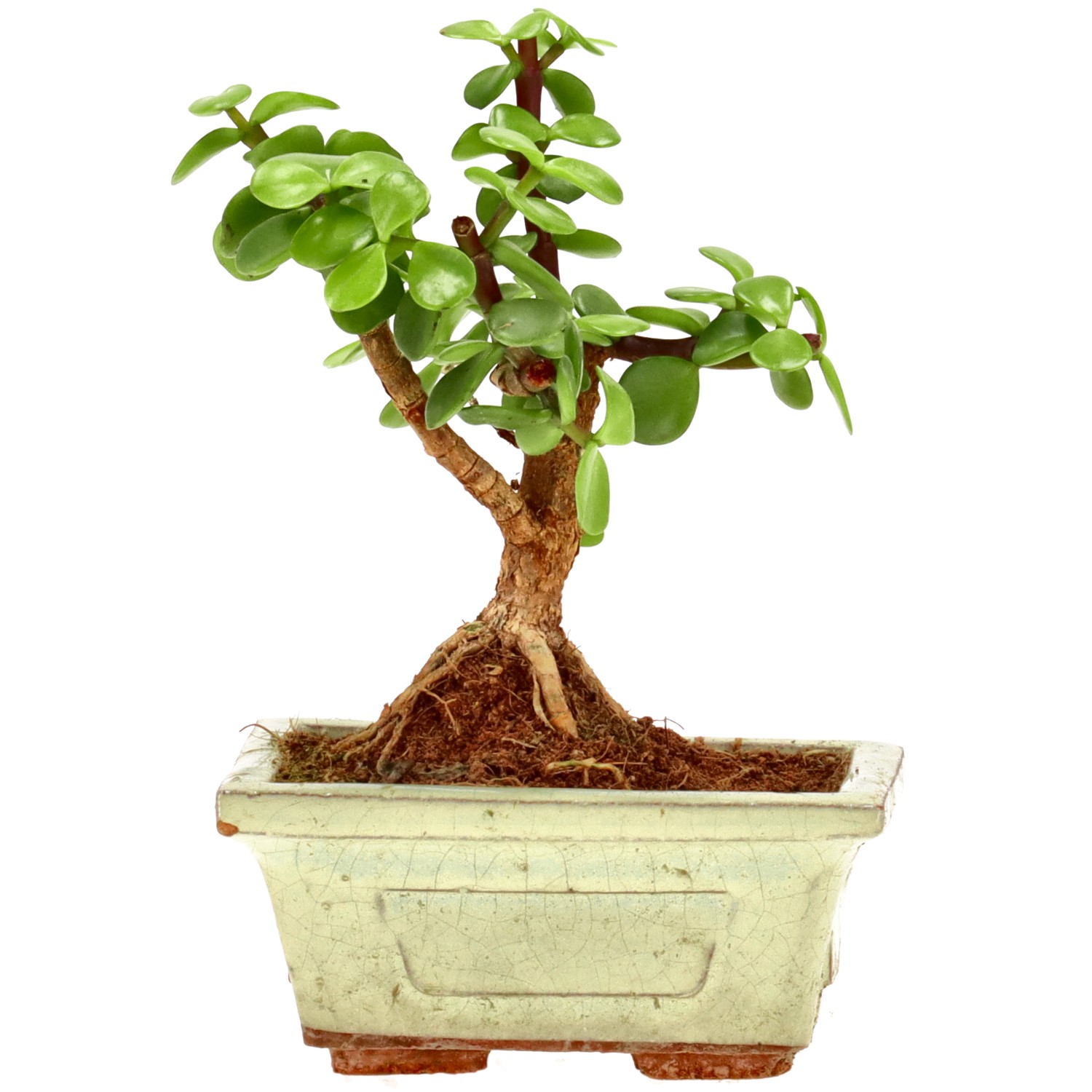 Elephant bush, approx. 5 y. (12 cm)