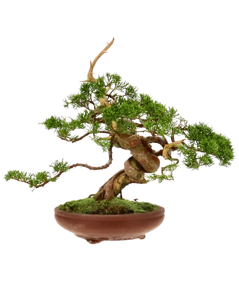 bonsai.fallbackImageTitle bonsai.fallbackImageTitle