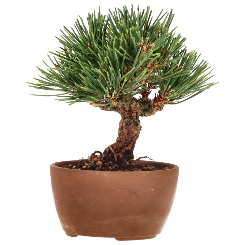 Pino nero giapponese, ca. 12 anni (12 cm)
