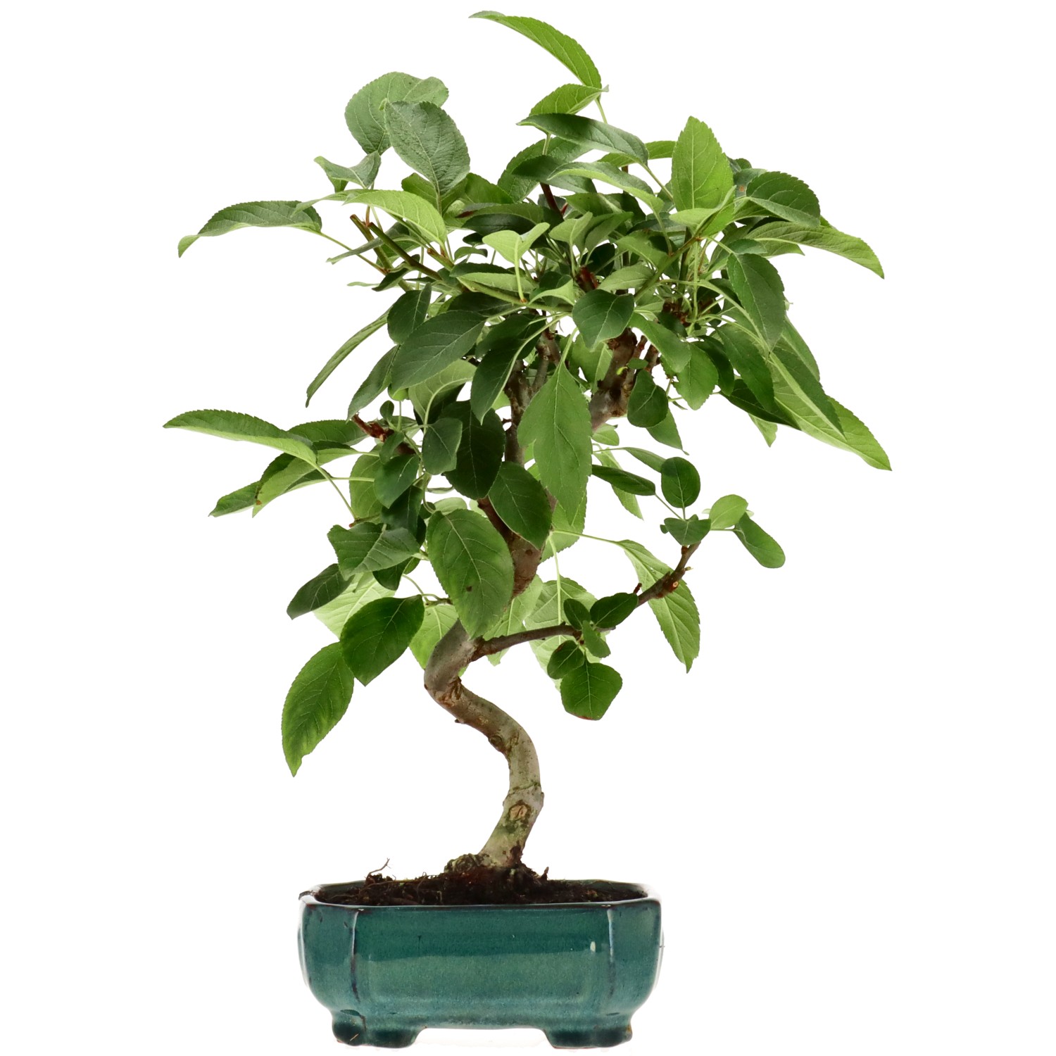 Zierapfel, ca. 8 J. (35 cm)