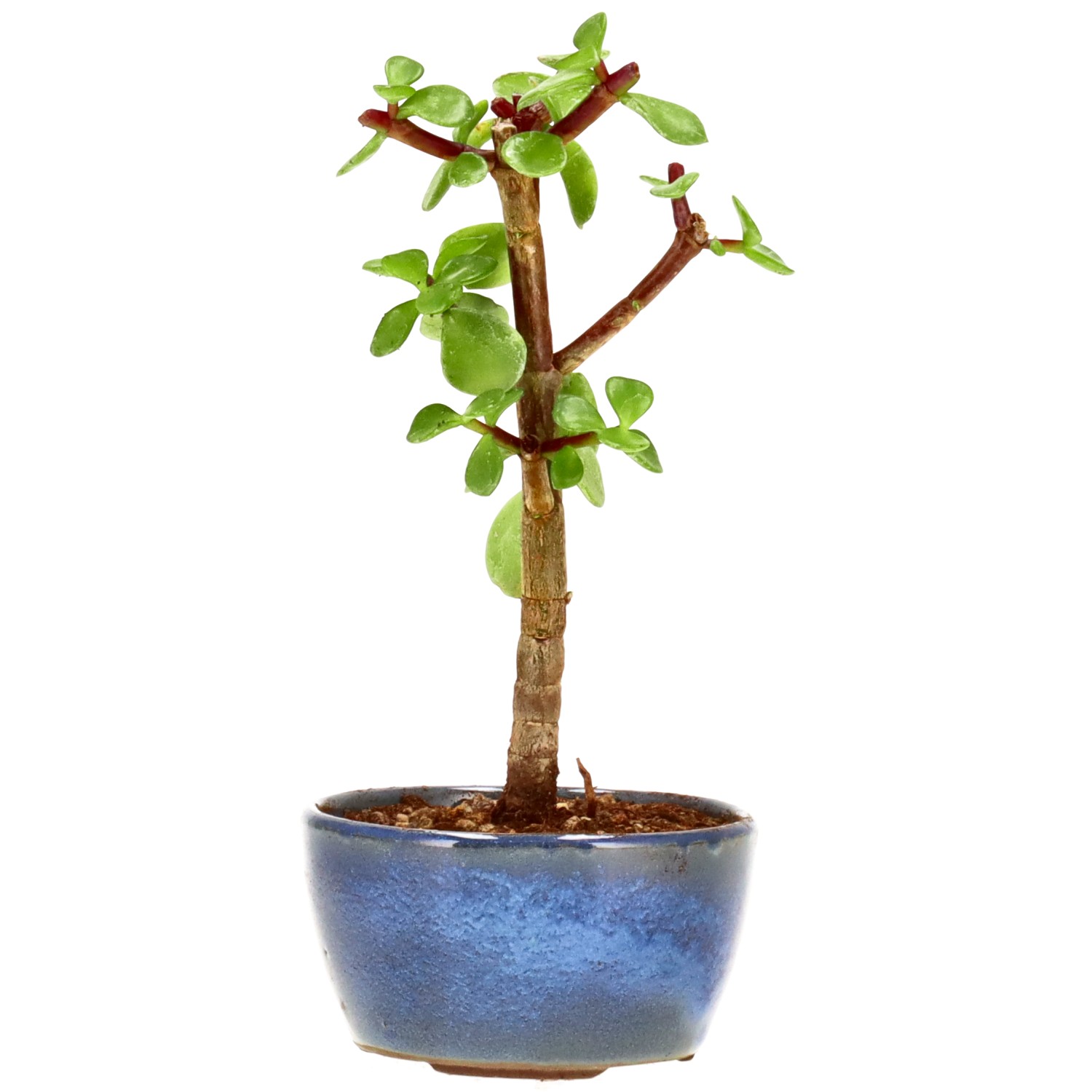 bonsai.fallbackImageTitle bonsai.fallbackImageTitle