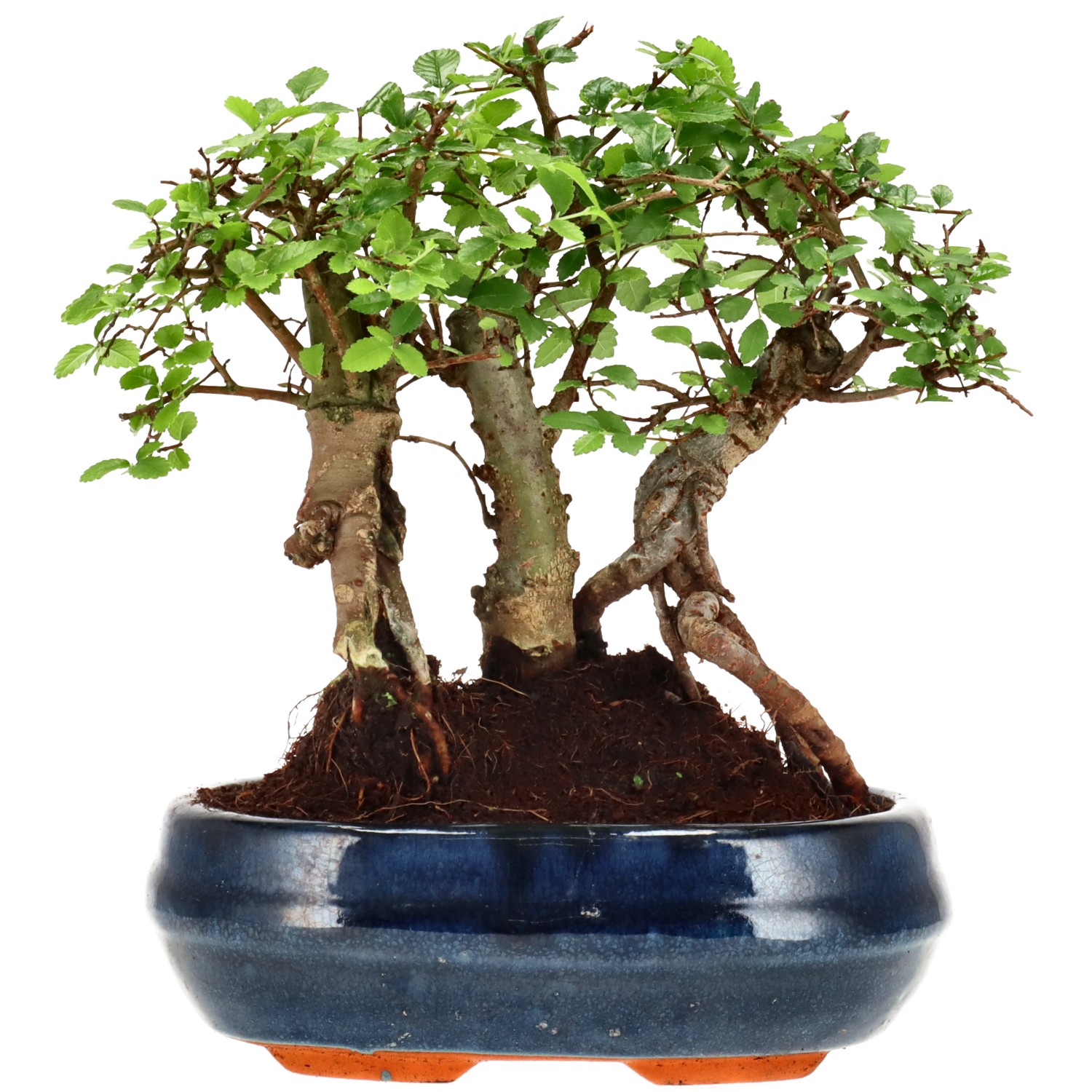 Chinese elm, approx. 10 y. (20 cm)