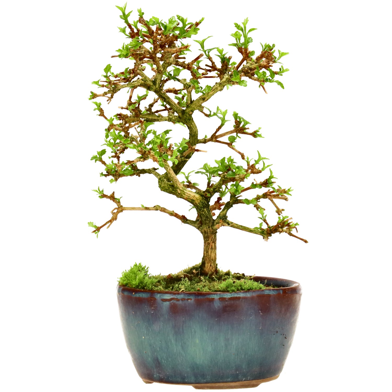 Premna japonica, env. 8 ans (14 cm)