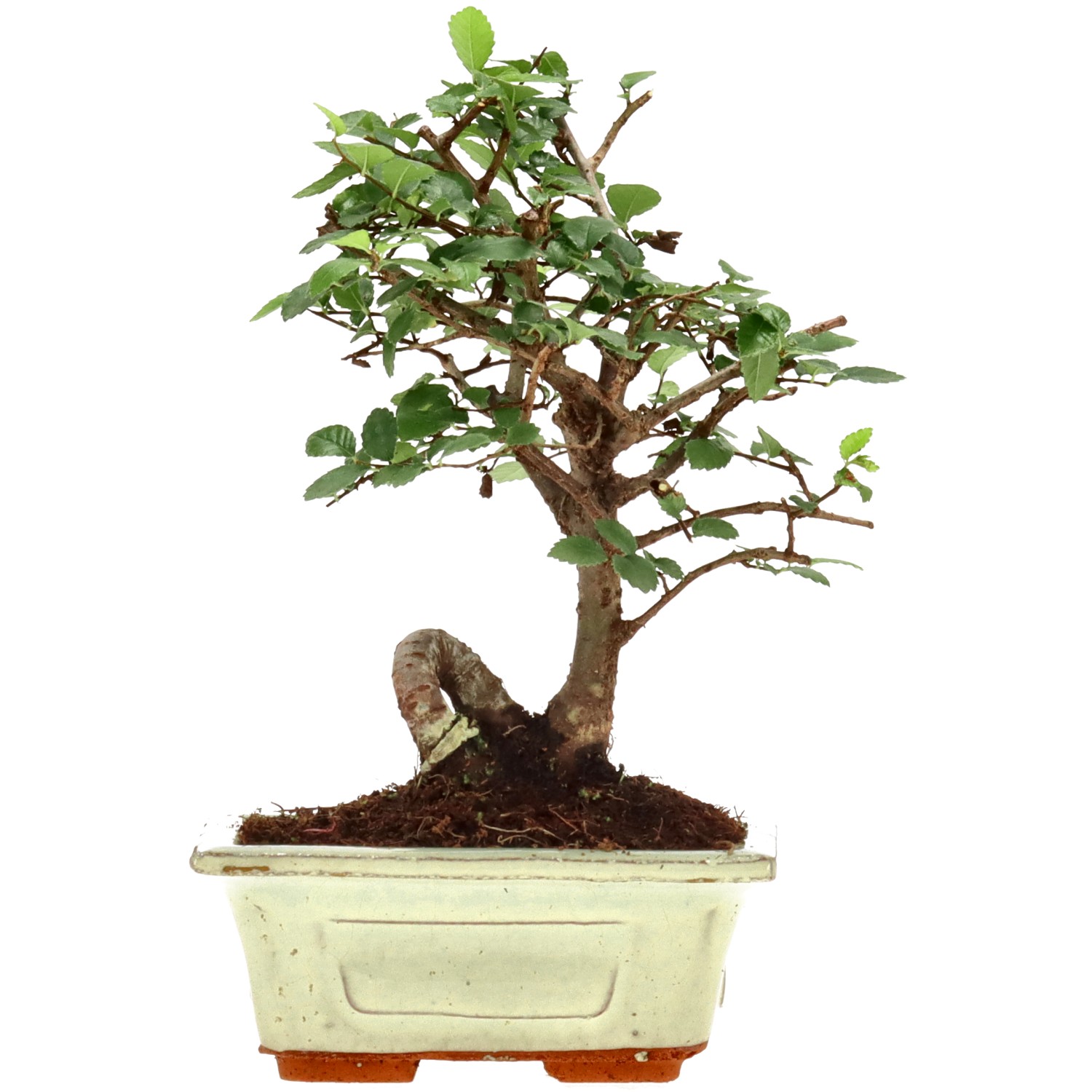 Chin. Ulme, ca. 6 J. (16 cm)