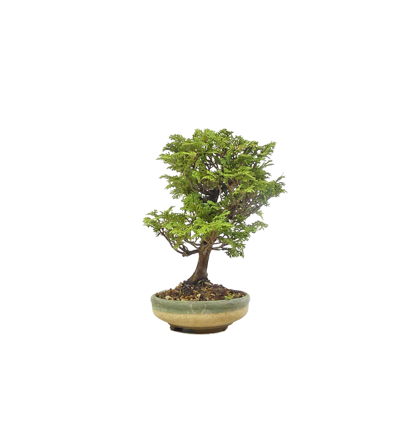 bonsai.fallbackImageTitle bonsai.fallbackImageTitle