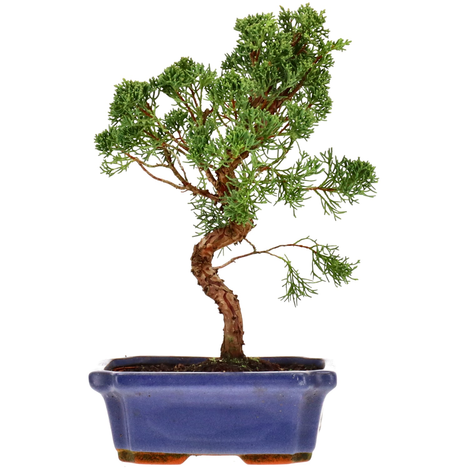 Ginepro cinese, ca. 9 anni (27 cm)