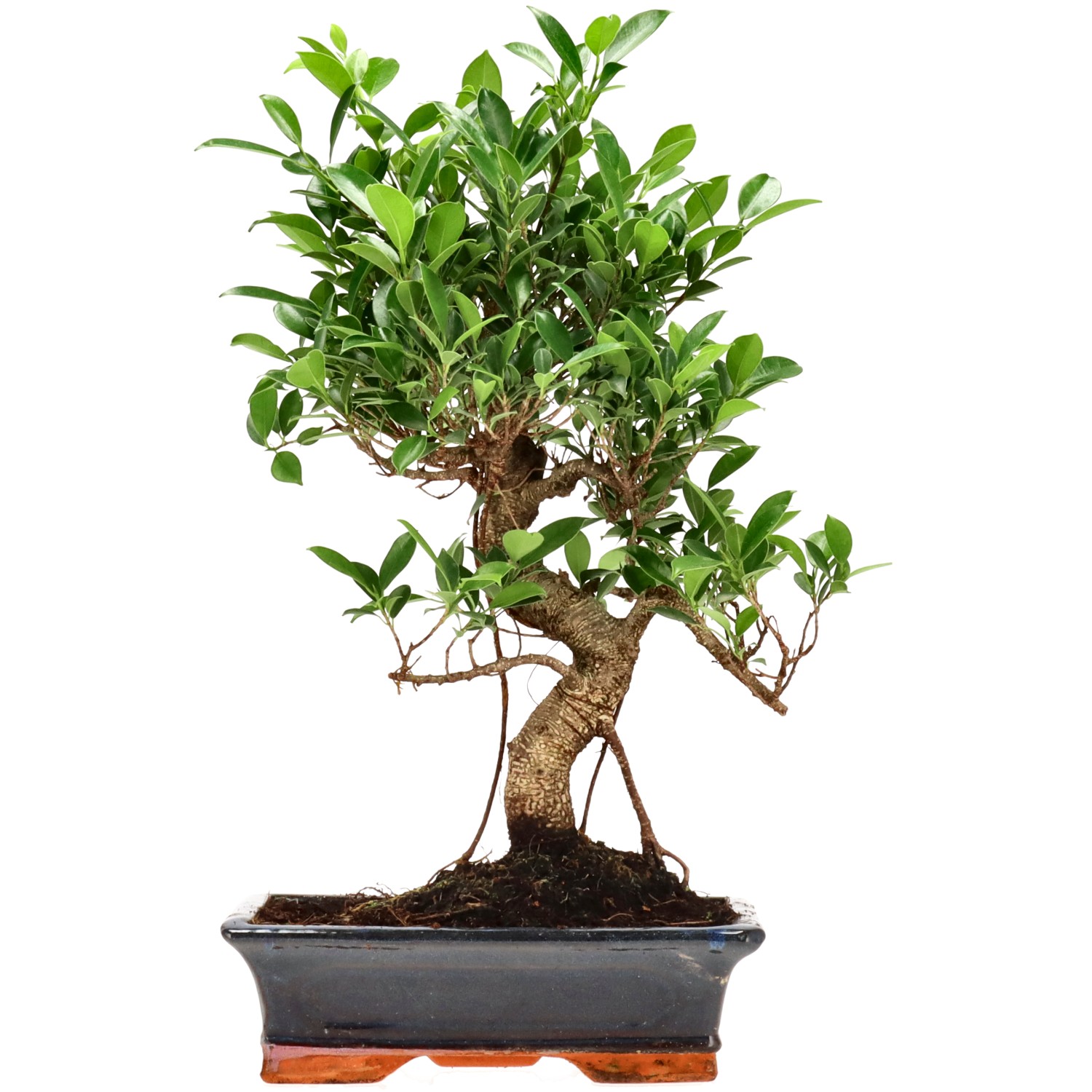 Ficus Retusa, aprox. 14 años (49 cm)