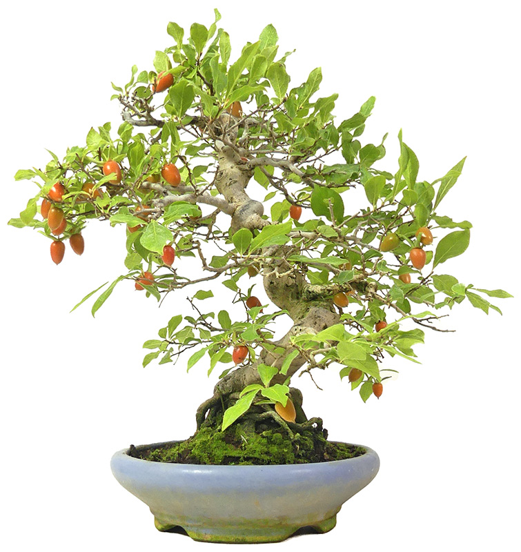 bonsai.fallbackImageTitle bonsai.fallbackImageTitle