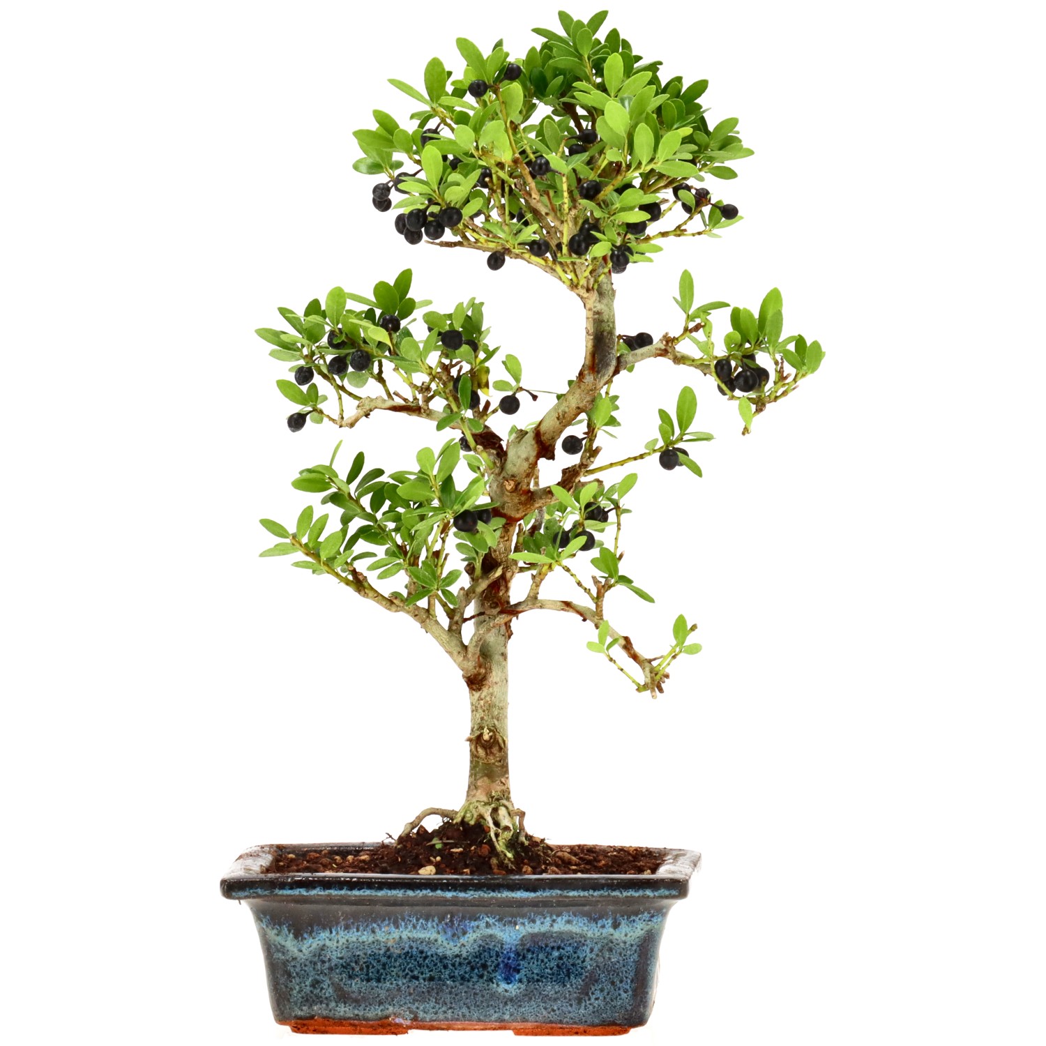 Jap. Stechpalme, ca. 7 J. (26 cm)