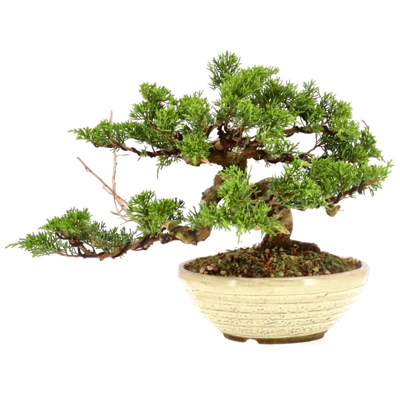 bonsai.fallbackImageTitle bonsai.fallbackImageTitle