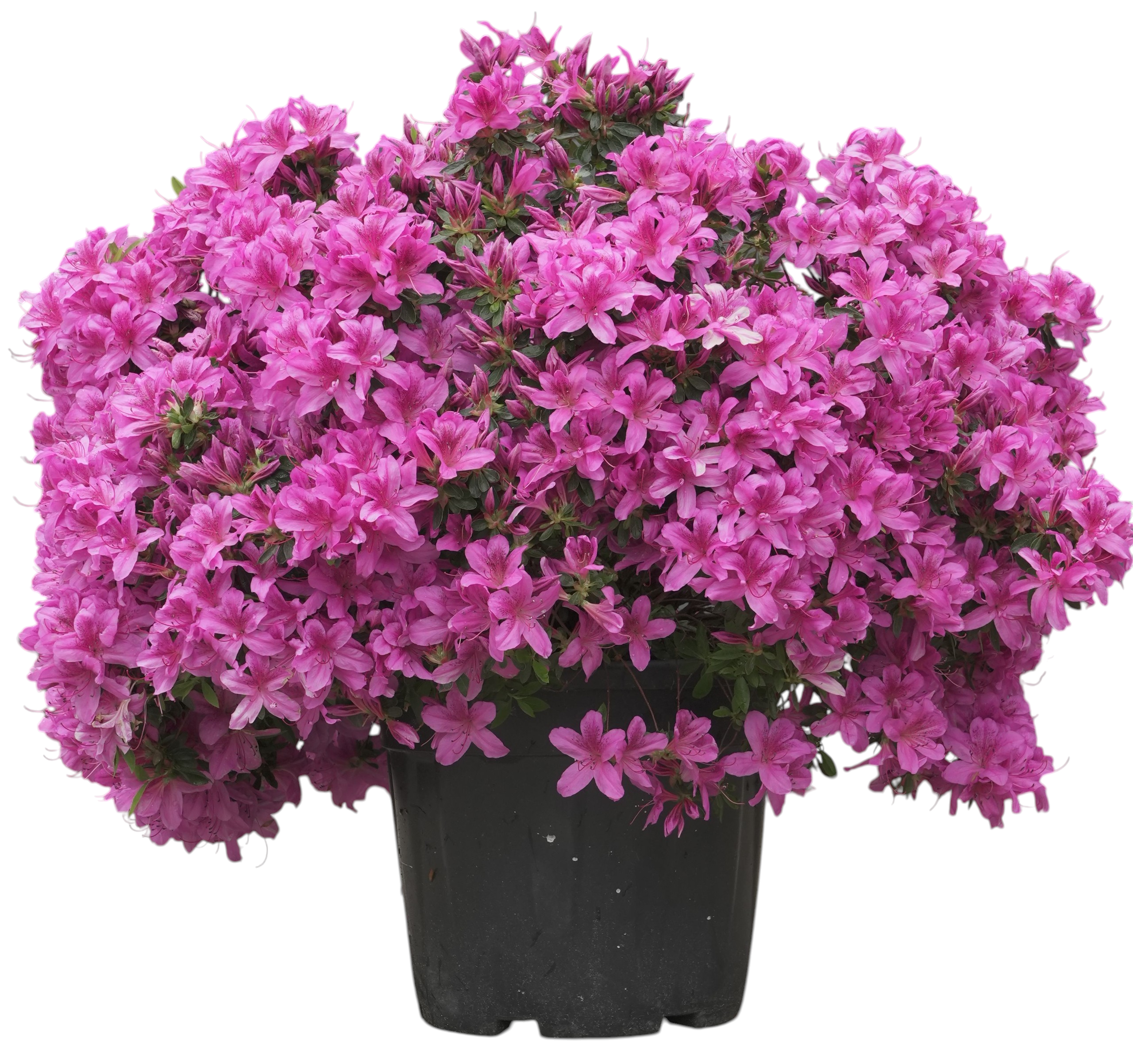 Bonsaï de jardin - Azalée japonaise (Purple Splendor), env. 12 ans (50 cm)