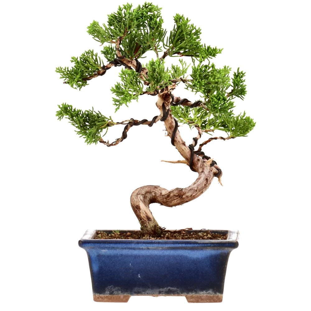 Genévrier de Chine, env. 14 ans (19 cm)
