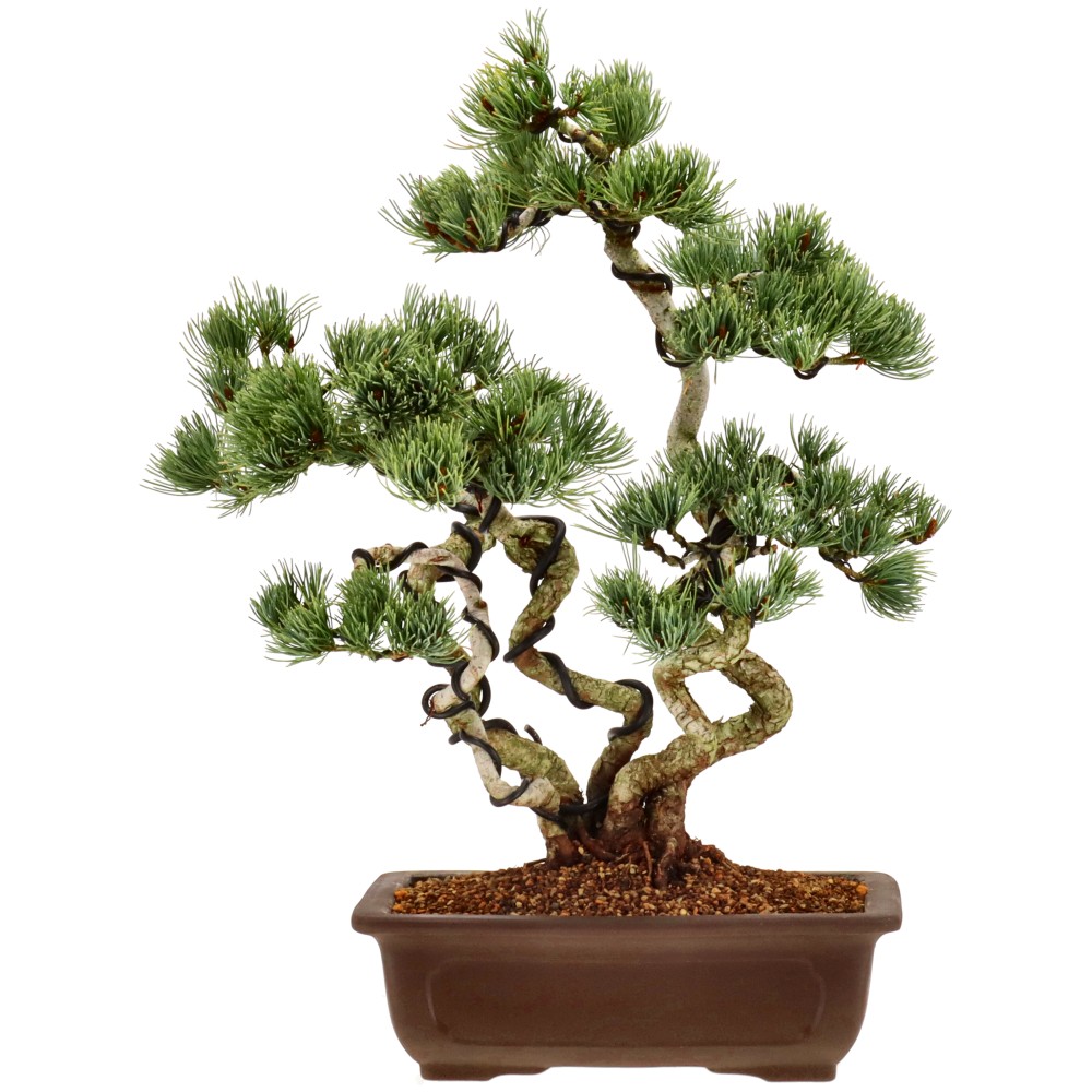 Pino bianco giapponese, ca. 10 anni (41 cm)