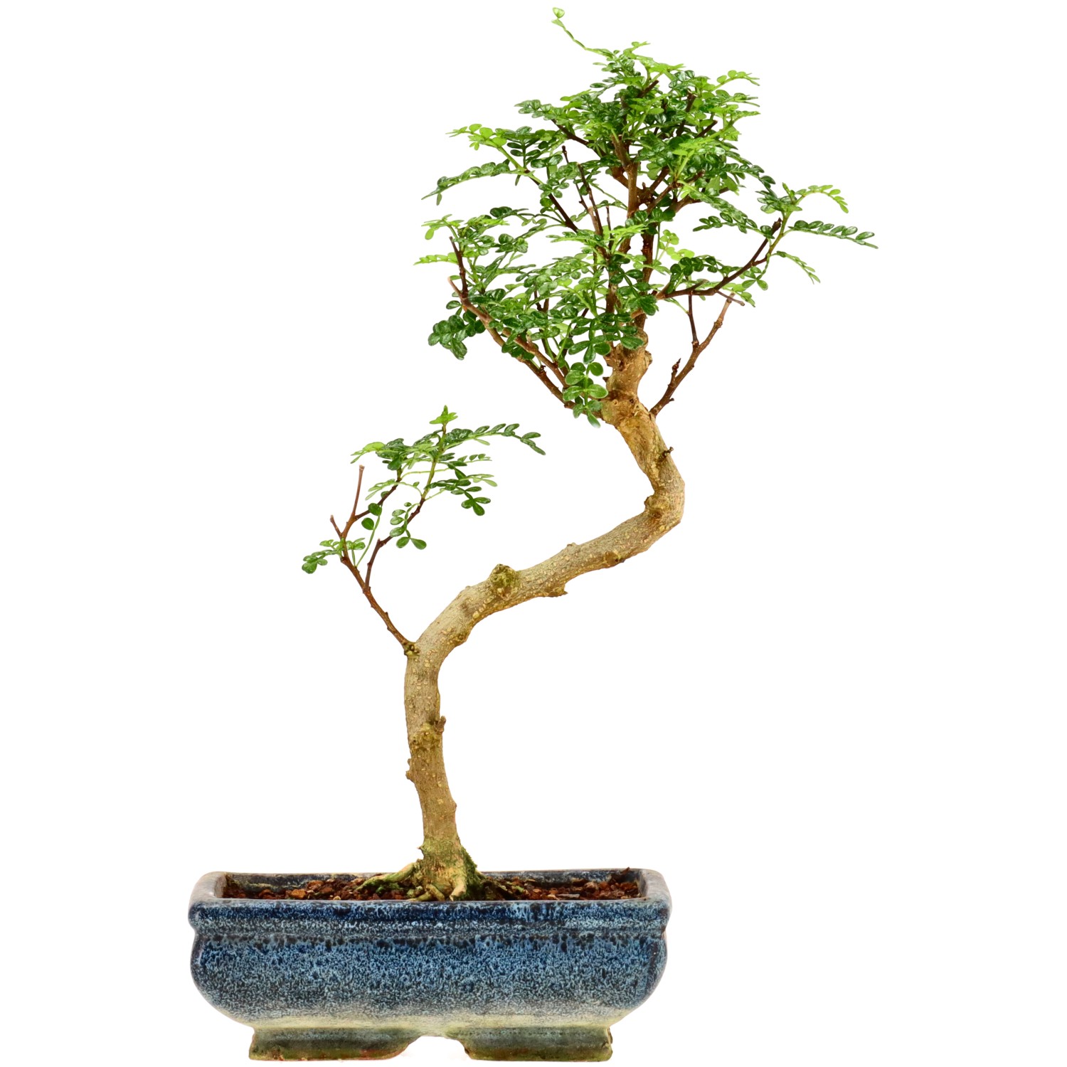Japanse peperboom, ca. 9 j. (31 cm)