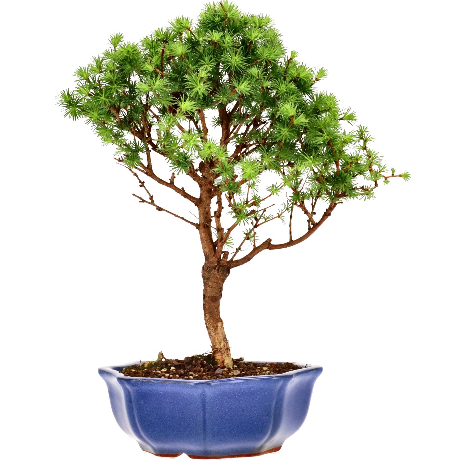 Larice del Giappone, ca. 10 anni (31 cm)