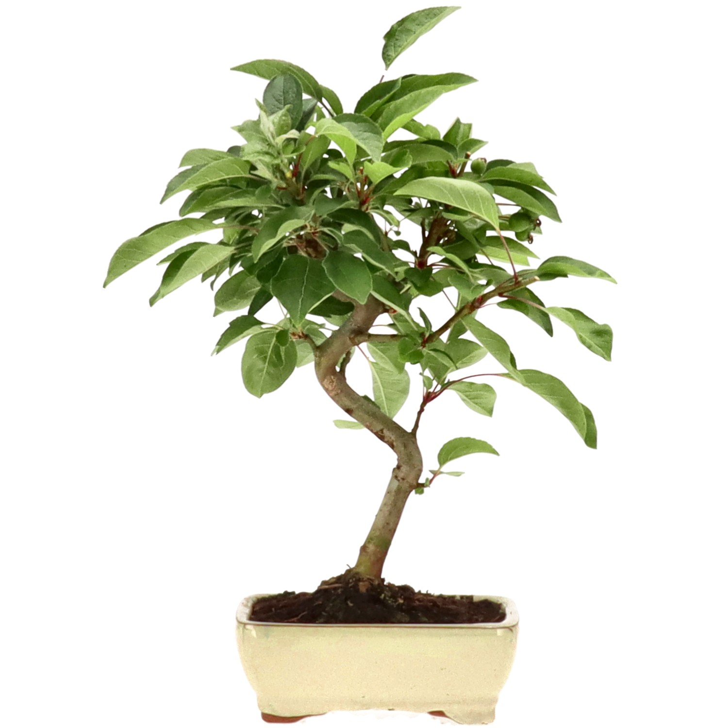 Pommier d’ornement, env. 7 ans (30 cm)