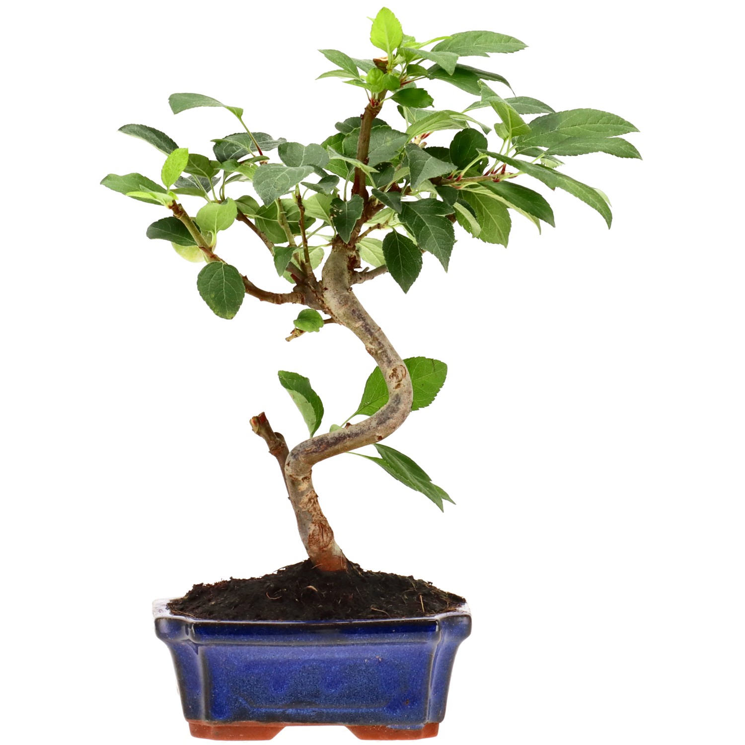Manzano silvestre, aprox. 7 años (27 cm)