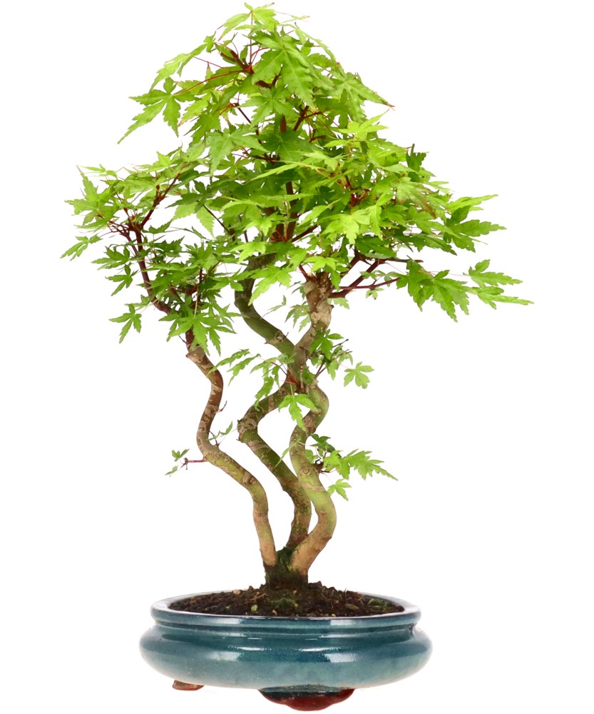 bonsai.fallbackImageTitle bonsai.fallbackImageTitle