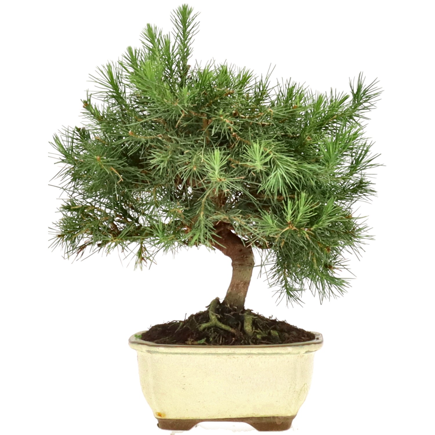 Pin d'Alep, env. 8 ans (24 cm)