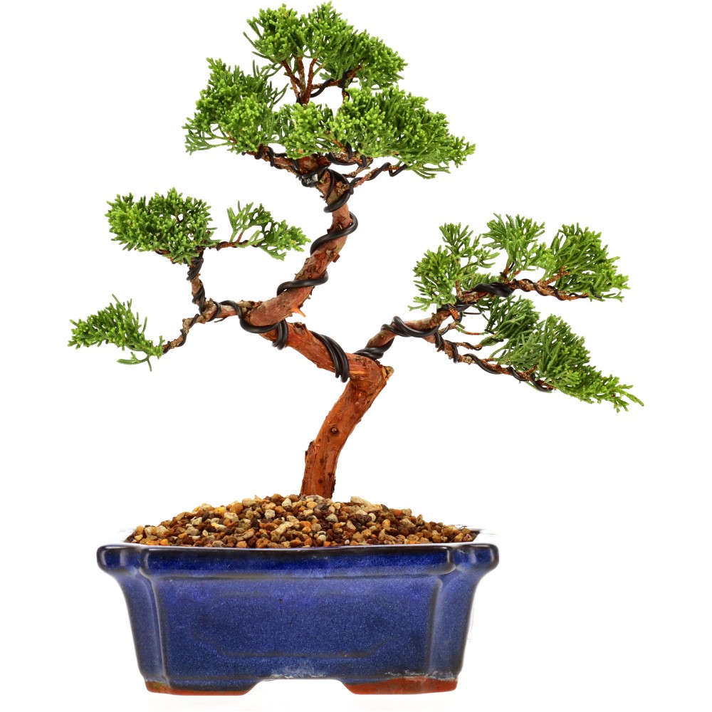 Ginepro cinese, ca. 14 anni (26 cm)