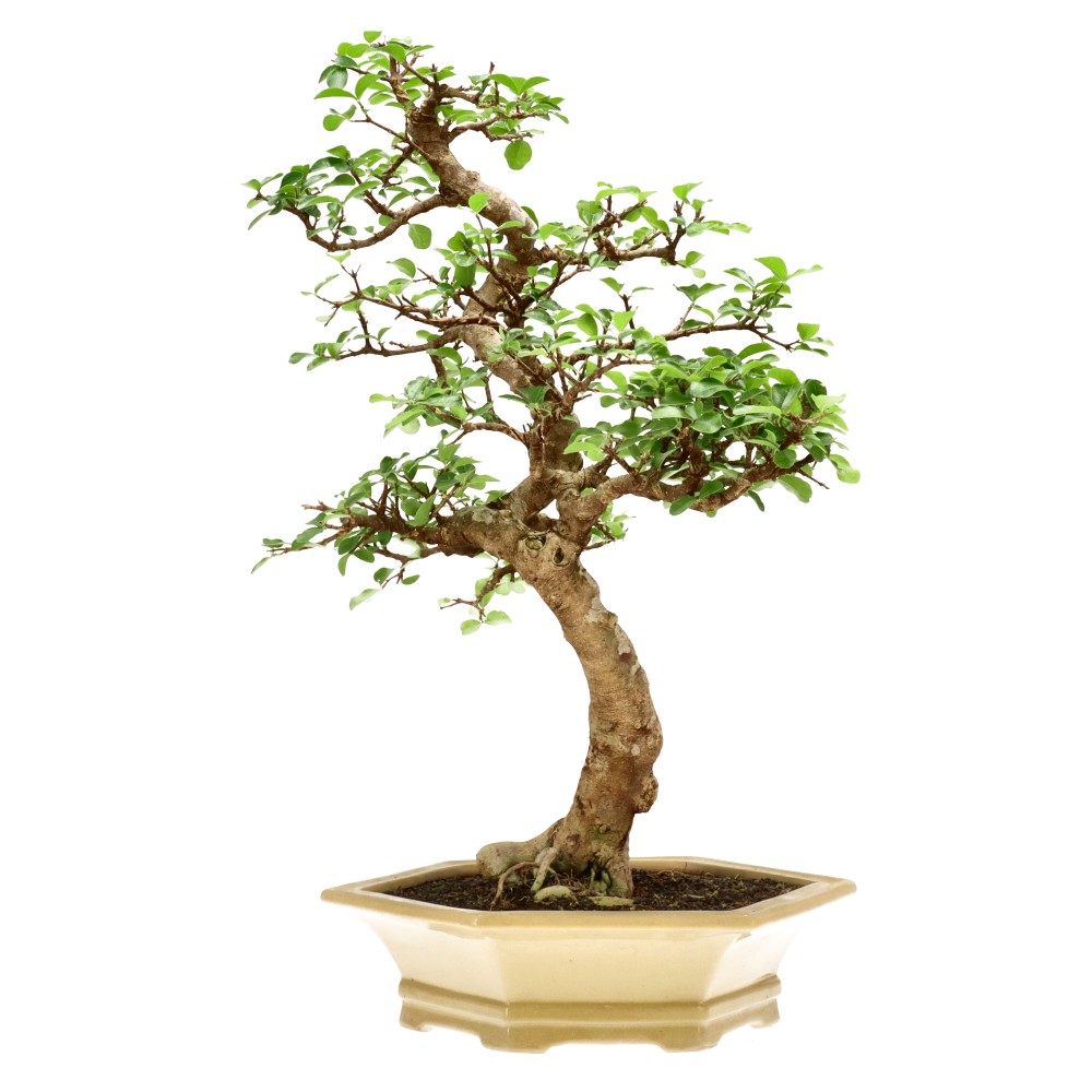 Acérola, env. 25 ans (60 cm)