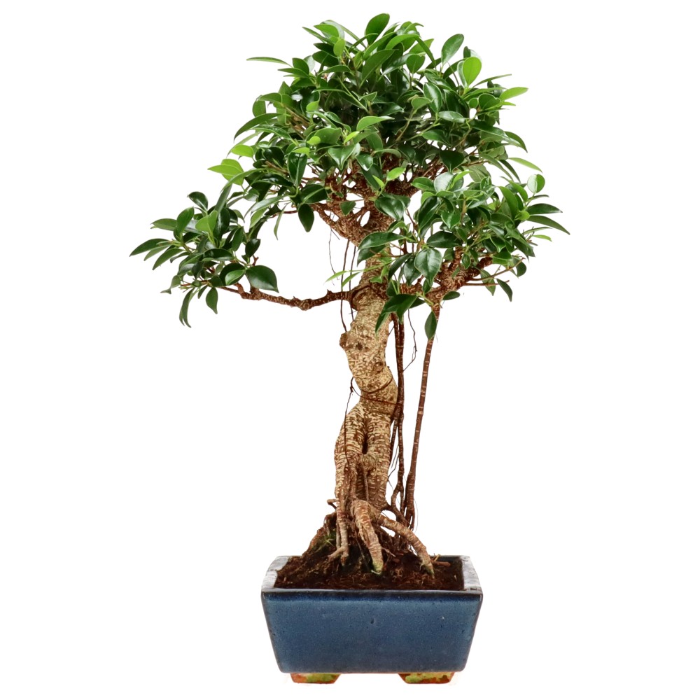 bonsai.fallbackImageTitle bonsai.fallbackImageTitle