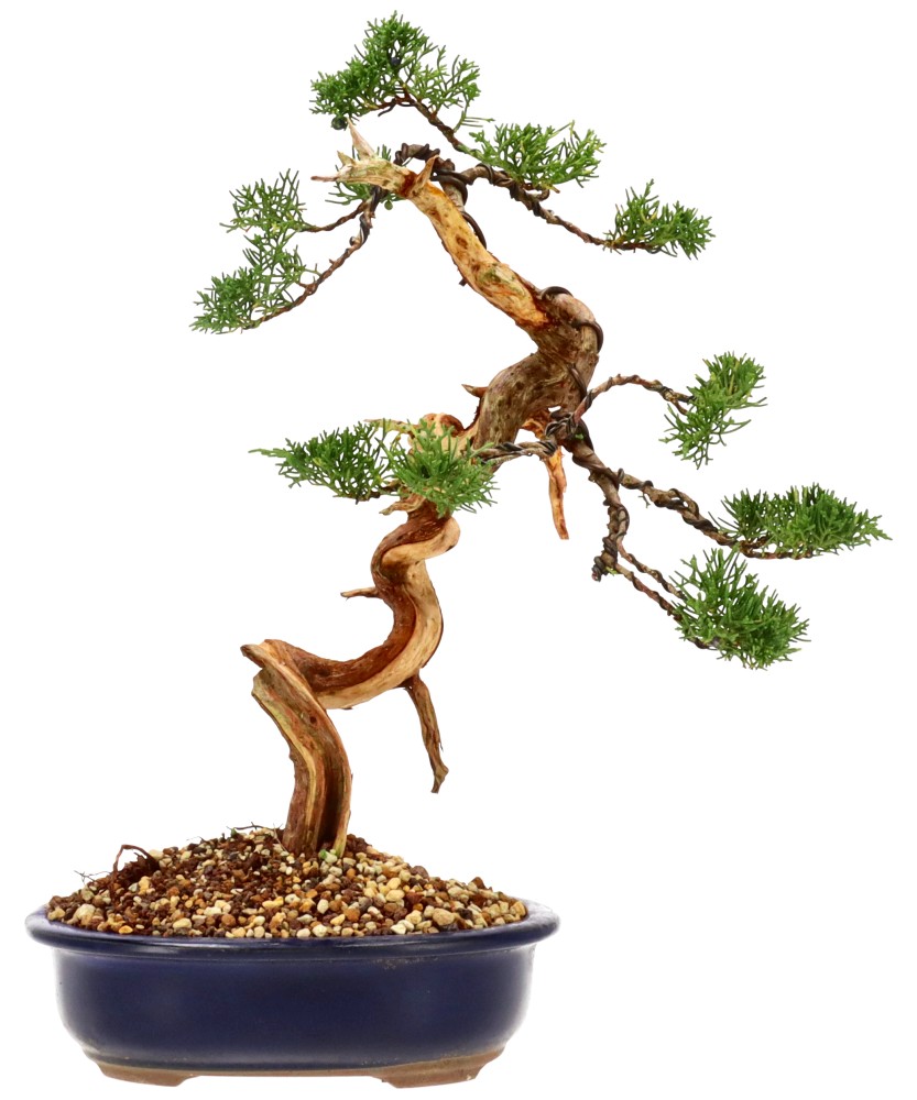 bonsai.fallbackImageTitle bonsai.fallbackImageTitle
