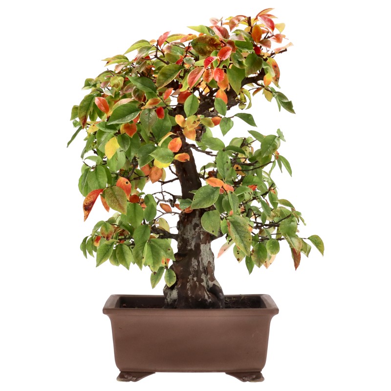 Chin. Quitte, ca. 30 J. (52 cm) Chin. Quitte, ca. 30 J. (52 cm)