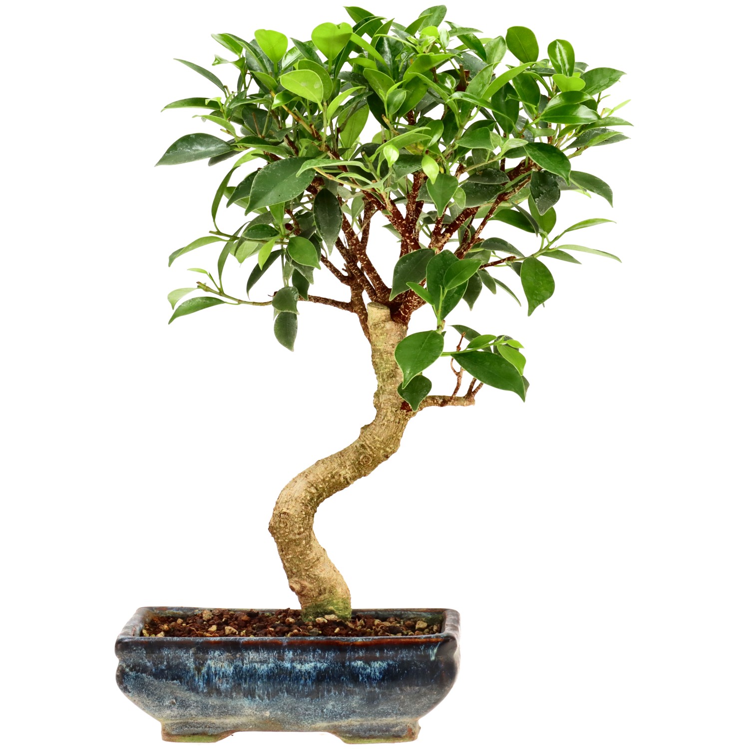 Chin. Feigenbaum (Ret.), ca. 9 J. (32 cm)
